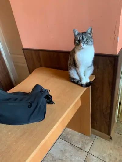 veterinary clinic Sofia