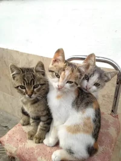 veterinary clinic Sofia