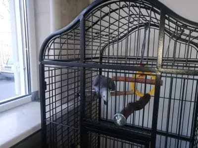 Ветеринарна клиника Какаду
