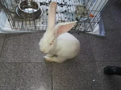 Animals ВЕТЕРИНАРЕН КАБИНЕТ