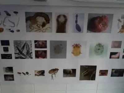 Ветеринарна амбулатория "Йоро"