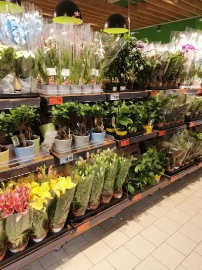 Kaufland София - Крива река