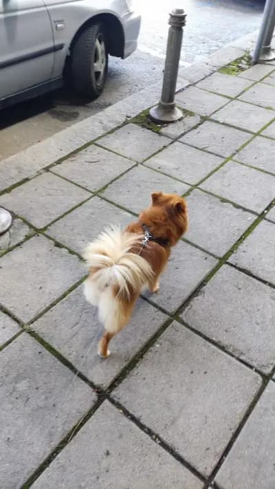 Petmall