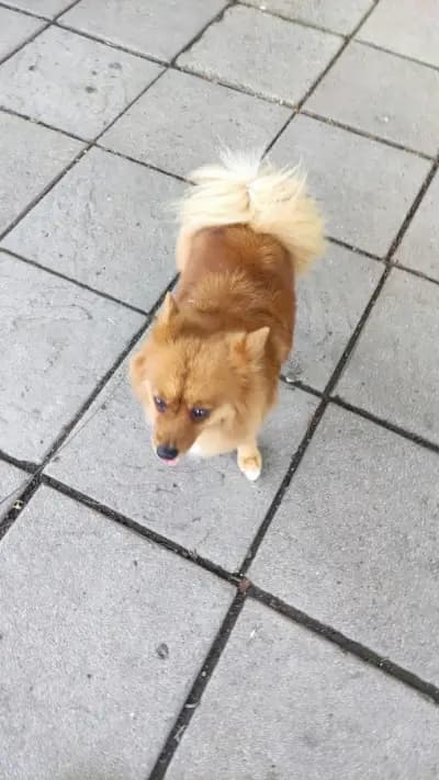 Petmall