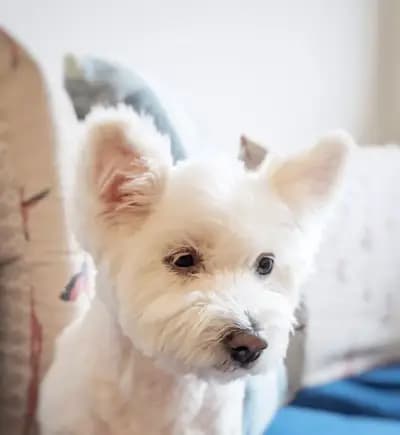 Petmall