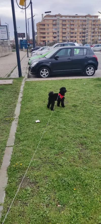 Petmall
