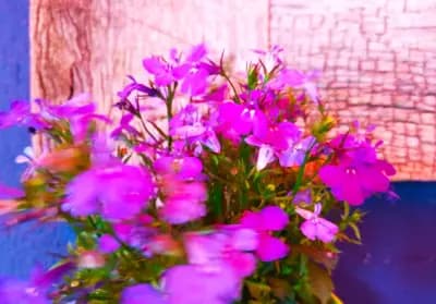 Hunicom Ltd., Хуником ЕООД