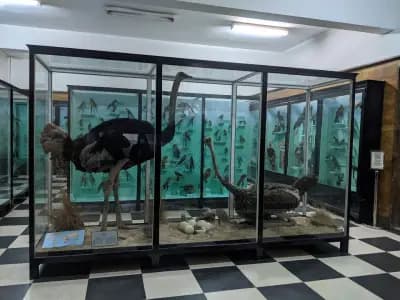 Национален природонаучен музей при БАН