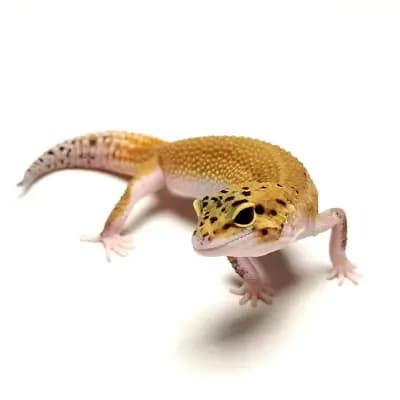 TERARISTIKA.BG | AQUARIST.BG