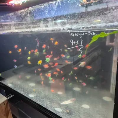 TERARISTIKA.BG | AQUARIST.BG