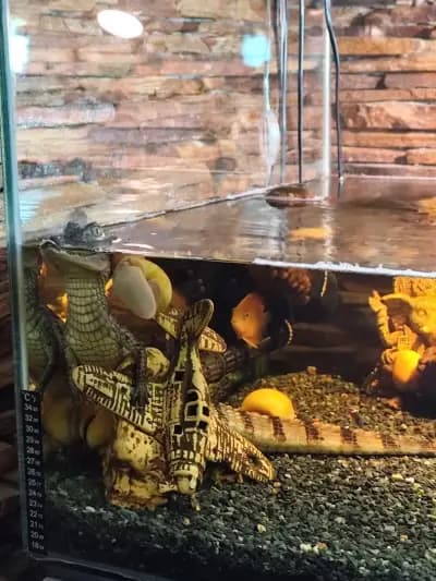 TERARISTIKA.BG | AQUARIST.BG