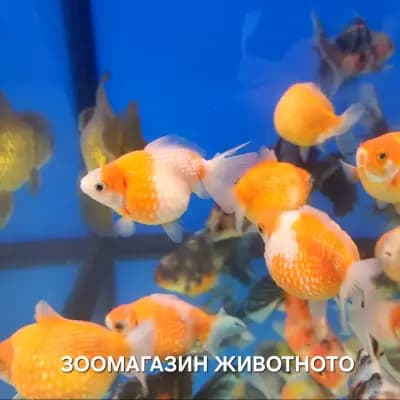 Зоо магазин "Животното"