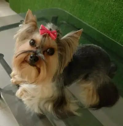 Pets Corner