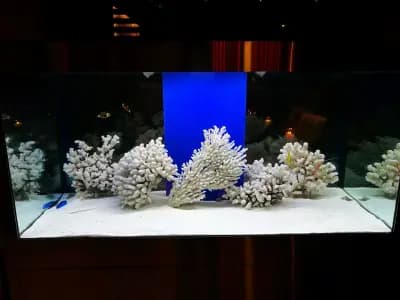 Aquariumprime | Магазин за аквариуми Пловдив | Аквариуми | Храна за рибки | Растителност | Филтри | Аксесоари