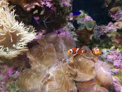 Aquariumprime | Магазин за аквариуми Пловдив | Аквариуми | Храна за рибки | Растителност | Филтри | Аксесоари