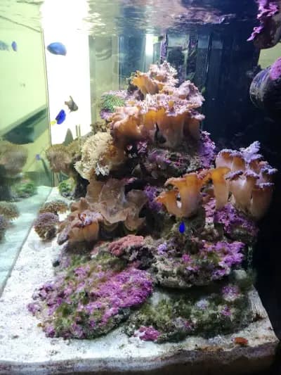 Aquariumprime | Магазин за аквариуми Пловдив | Аквариуми | Храна за рибки | Растителност | Филтри | Аксесоари