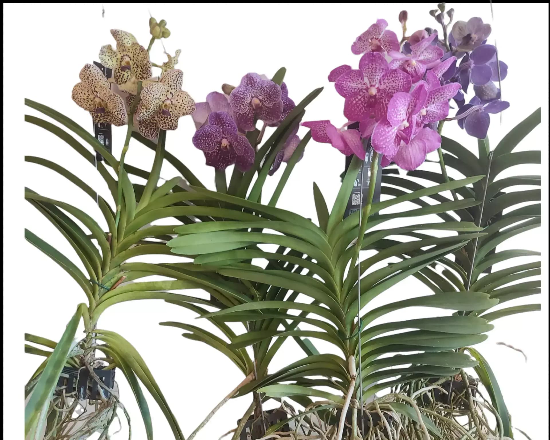 MyOrchidea.com - онлайн магазин за орхидеи и цветя