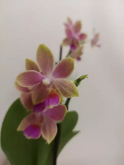 MyOrchidea.com - онлайн магазин за орхидеи и цветя