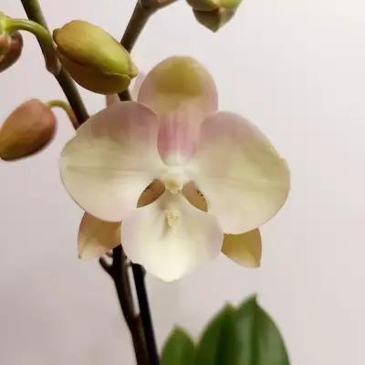 MyOrchidea.com - онлайн магазин за орхидеи и цветя