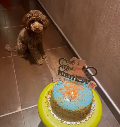 Bash Dog Bakery - Пловдив Смирненски