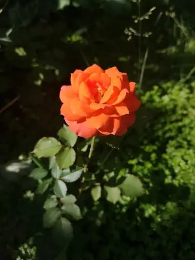 Kalabalaka