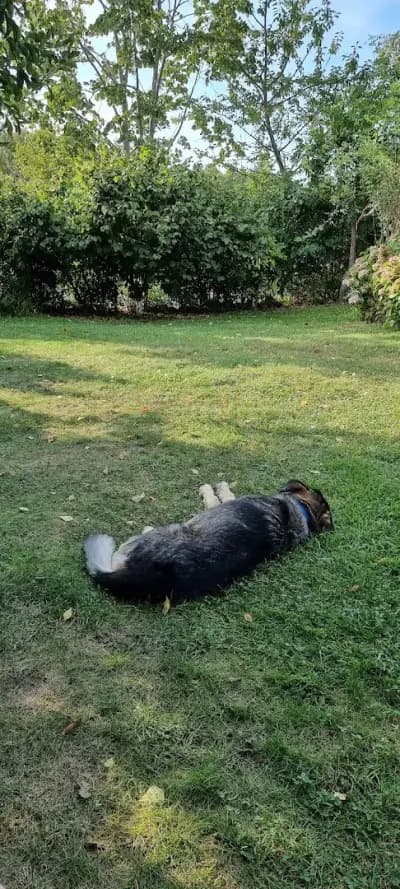 Вила Приятели