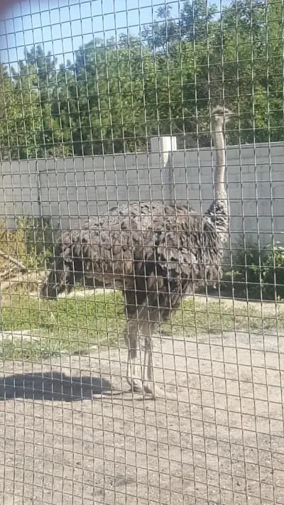 Стаи за гости Дивата Патица