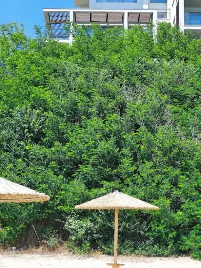 Mechta Family Hotel