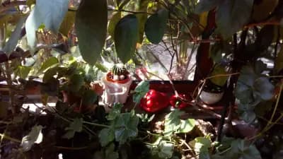 Guesthouse Savich Къща за гости Савич