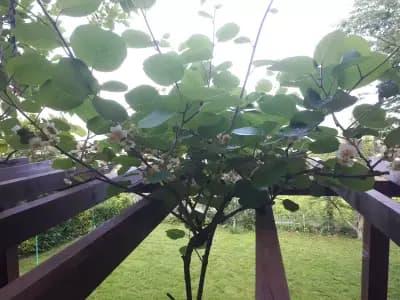 Червената къща