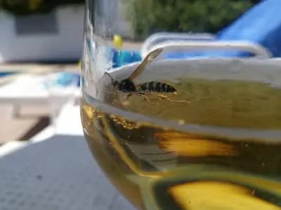 Guest House Dimi