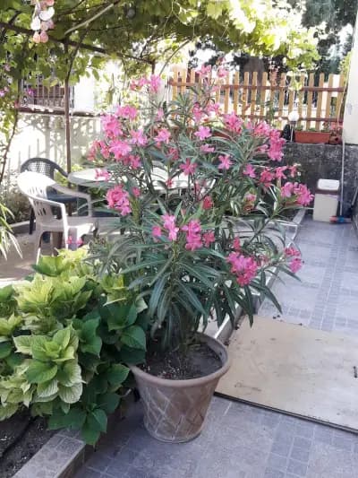 Къща за гости Захариери / Guest House Zaharievi