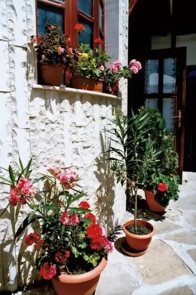 Самостоятелни стаи Чучура