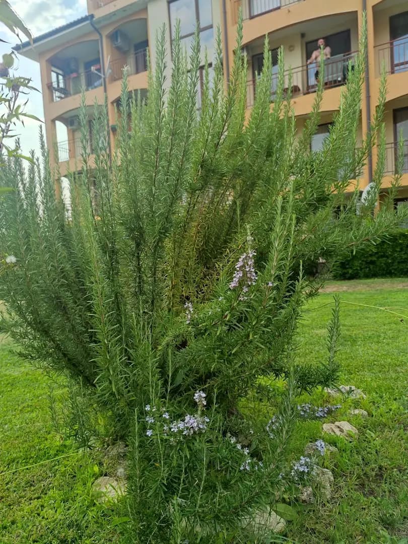 Апарткомплекс Шато Ахелой