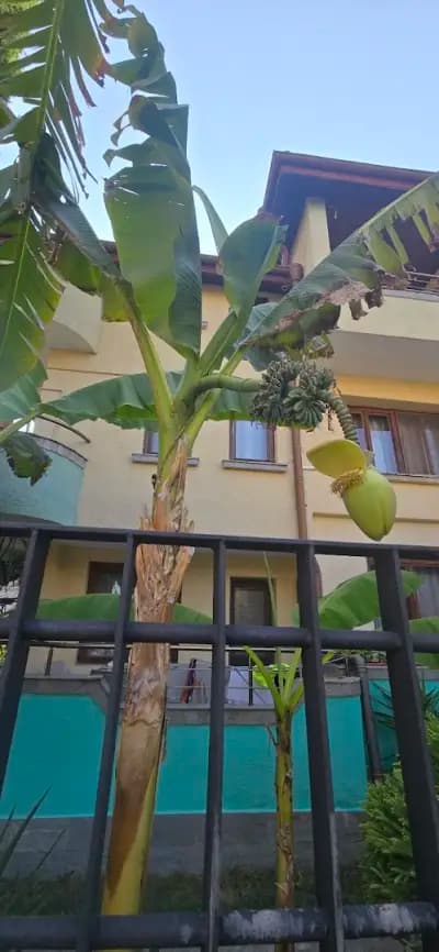 Парадайс Черноморец