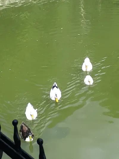 Старата воденица