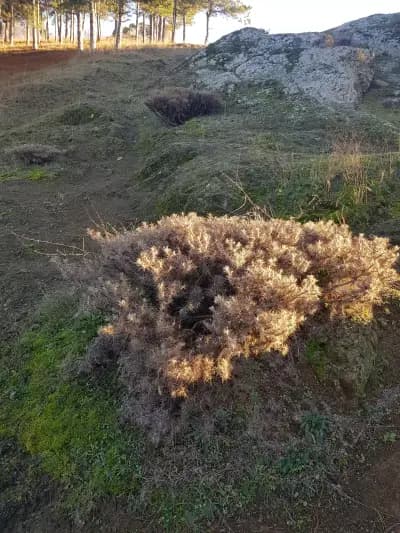 Динев консулт