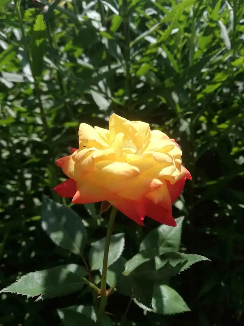 Ботаническа градина Серафимови