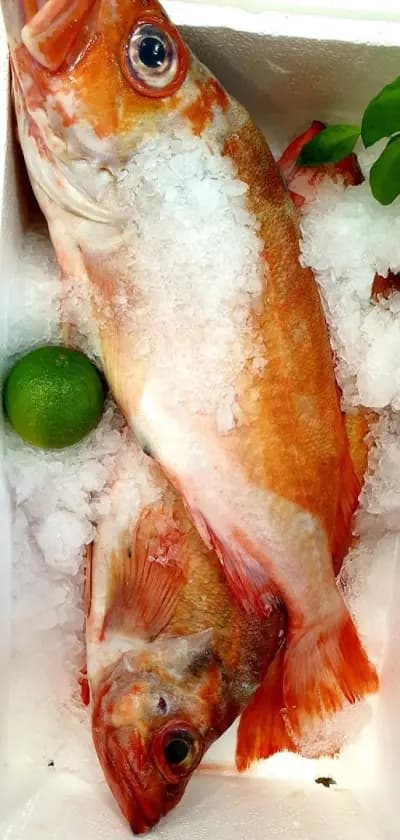 Магазин за риба Sozopol Fish