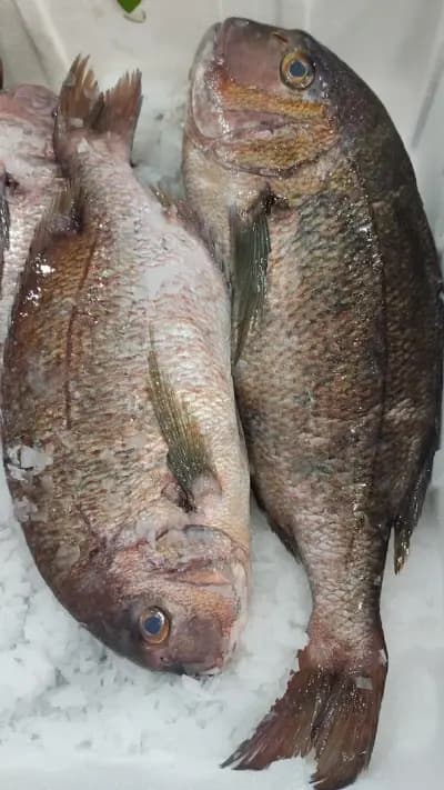 Магазин за риба Sozopol Fish