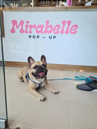 Mirabelle Pop-Up