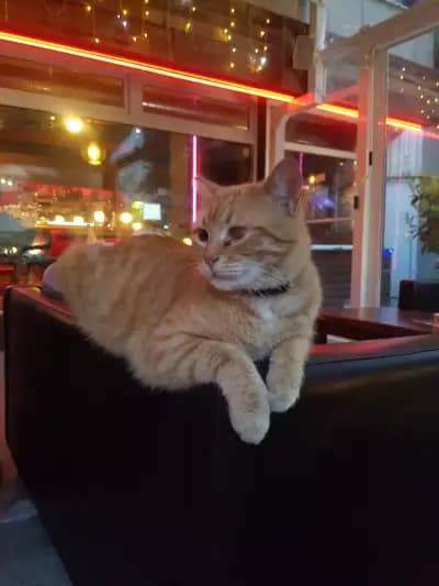 Condor Bar