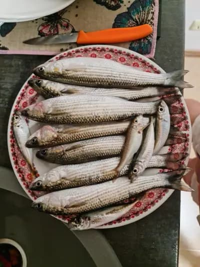 Магазин за прясна риба и морски деликатеси „Собствен улов“ – гр. Бяла | Fresh Fish & Seafood Byala
