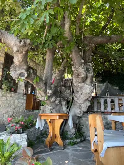 Плакамото