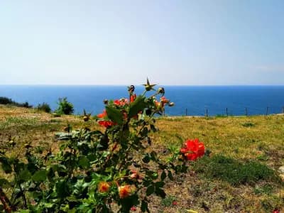 Комплекс Джулай Морнинг Сисайд