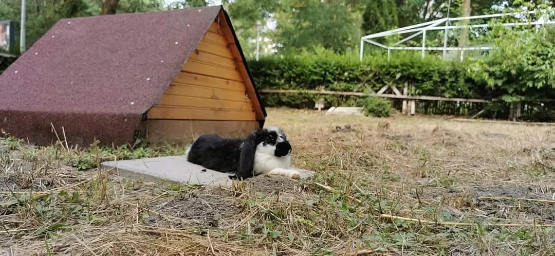 "The Rabbits Garden"