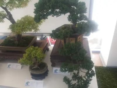 Плувен комплекс Флора