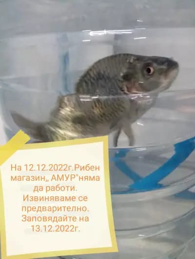 Рибен магазин,, Амур"