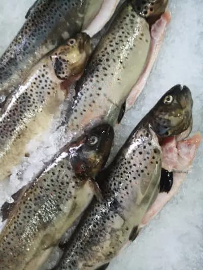 Fish market