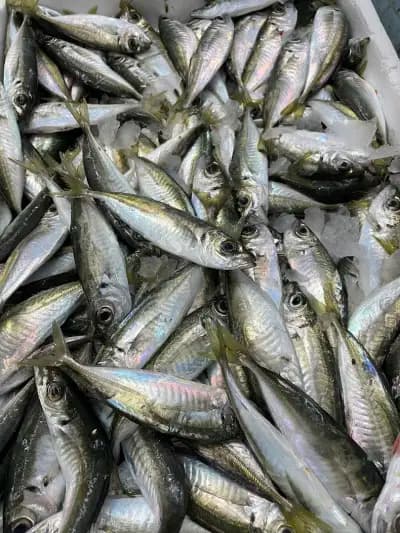 Balkan Fish - Балкан Фиш